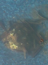 Pile of stuff at the bottom of the pool