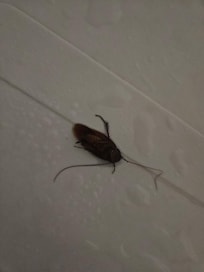 Shower buddy