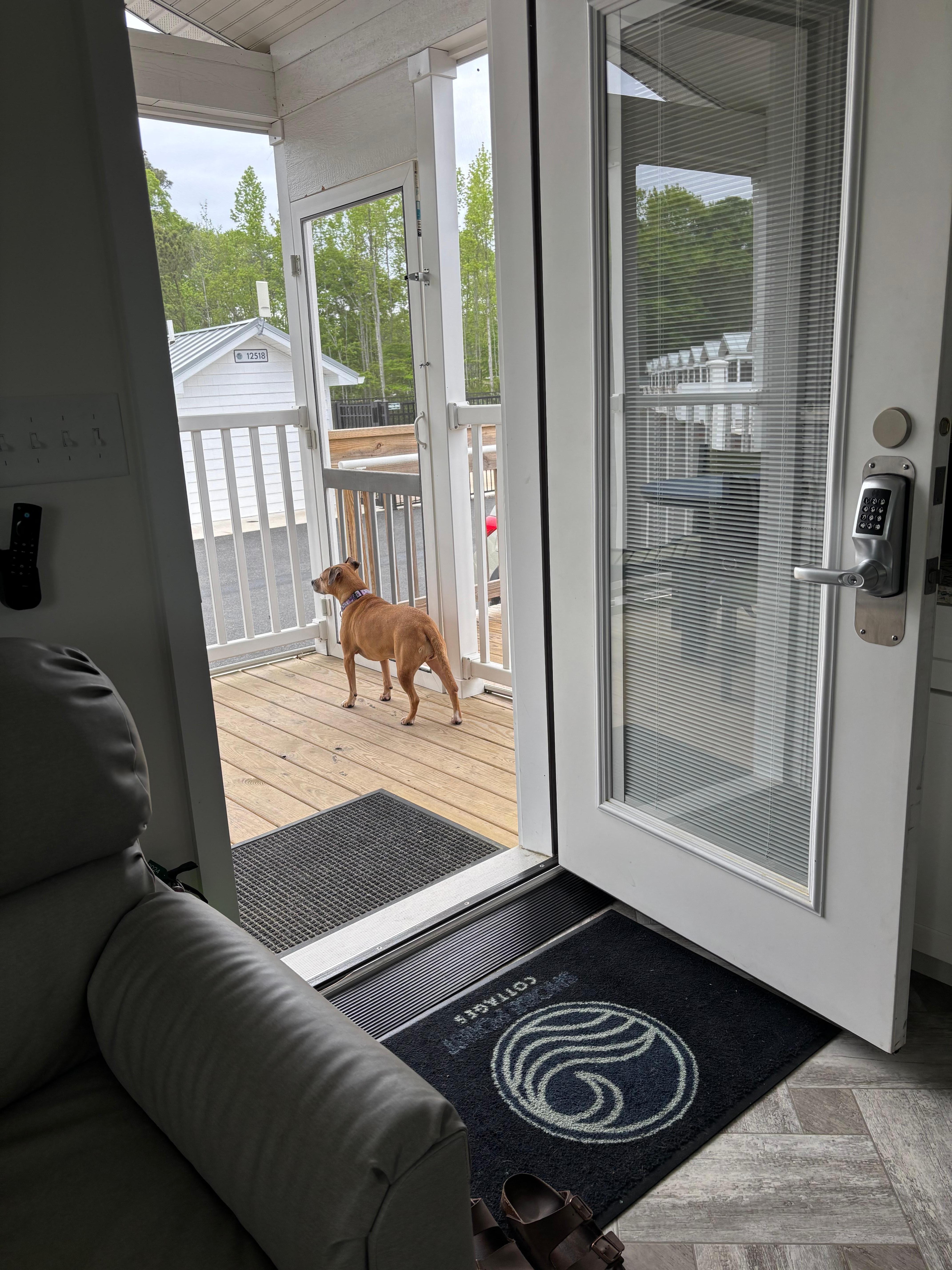 My pup loved watching folks and other pups walking by.