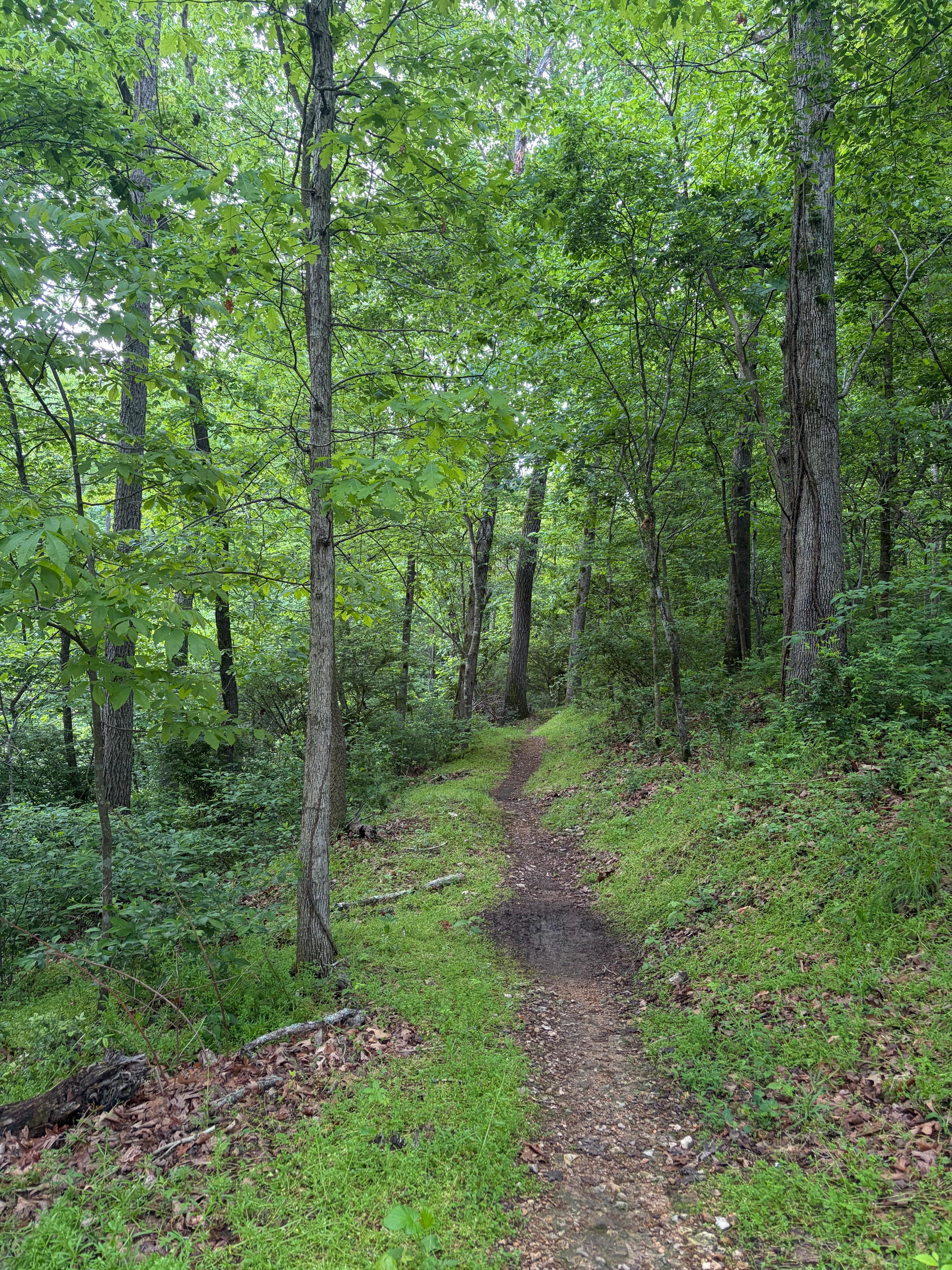 Trail behind the house.