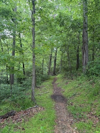 Trail behind the house.