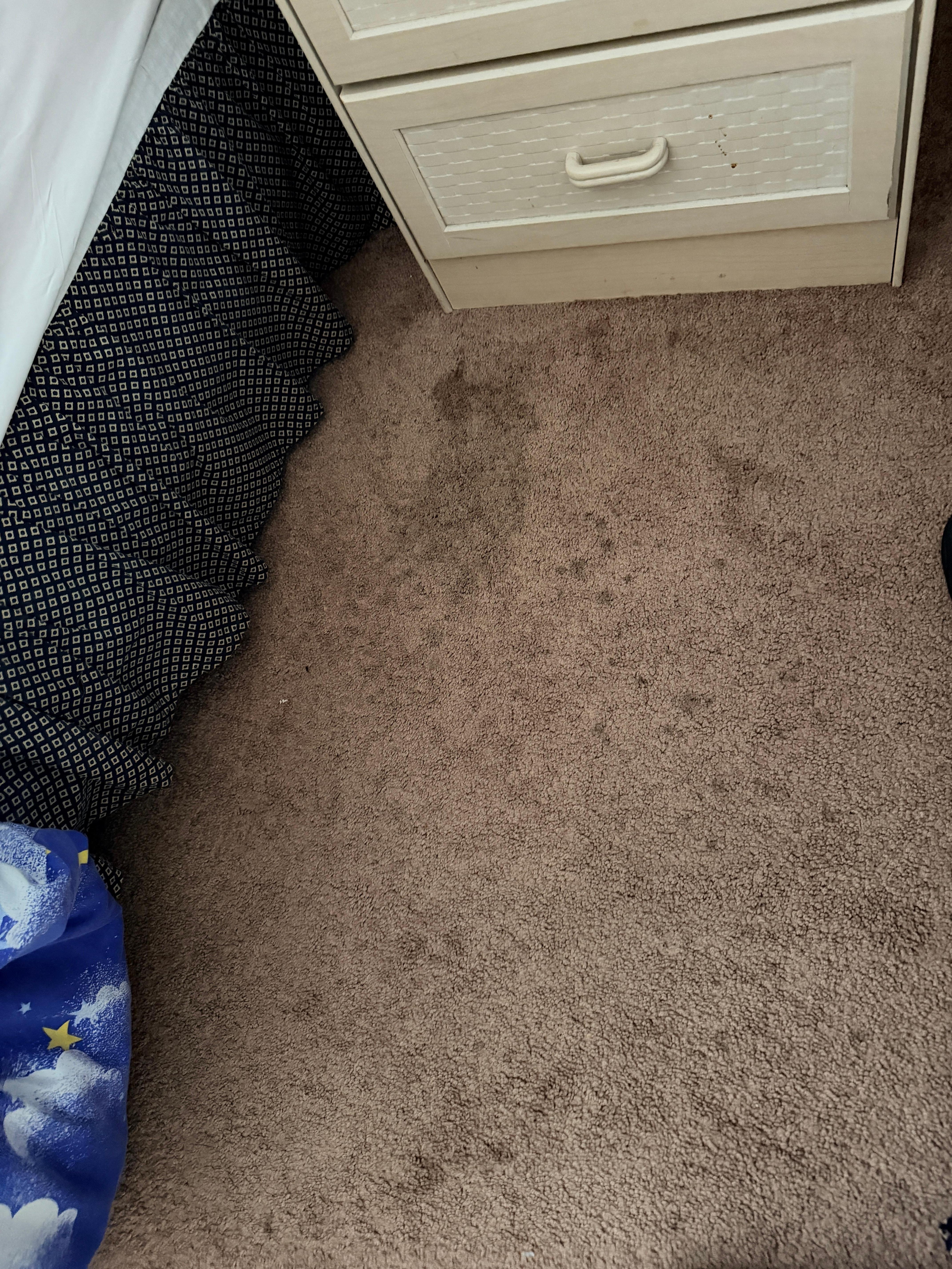 Carpets need attention 