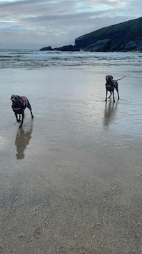 Dogs enjoying the local beaches