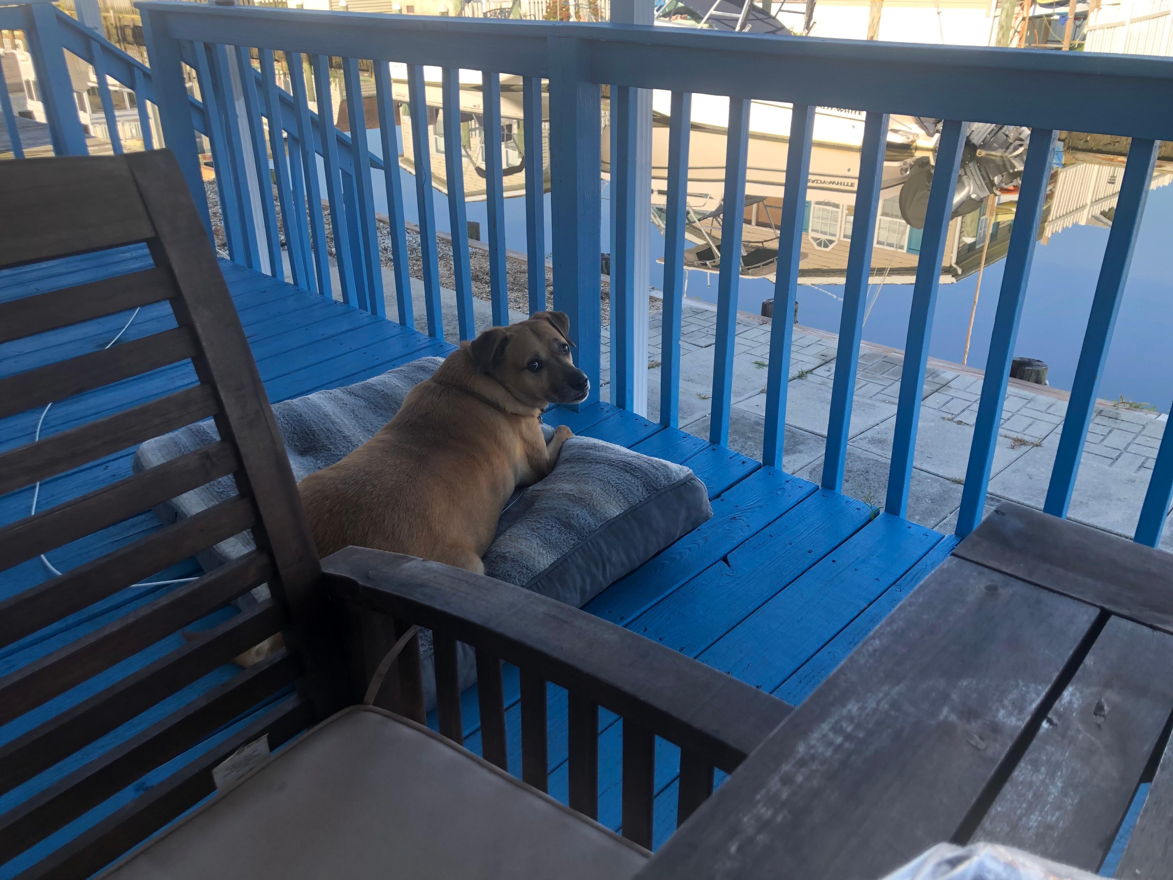 Billy enjoying the view 