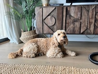 Lovely feel to the place even our dog settled in well