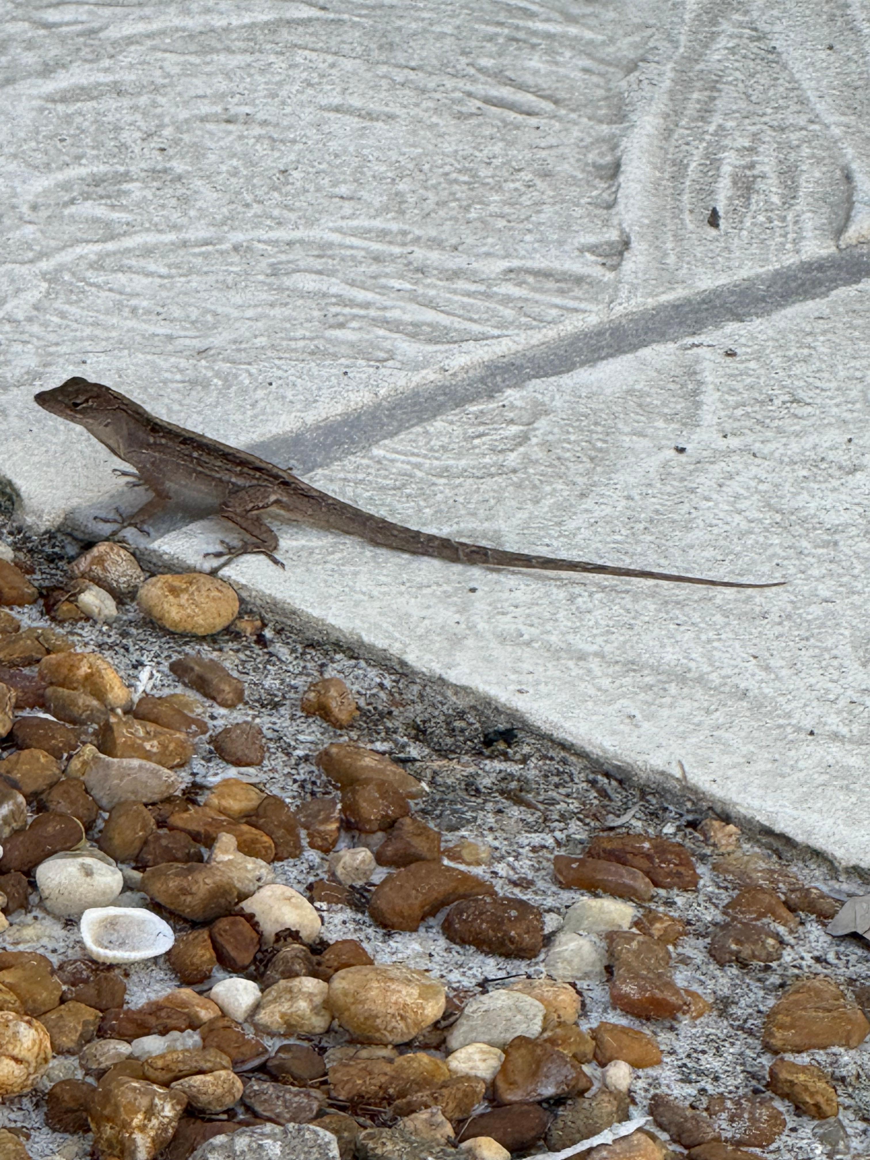 Found by the pool