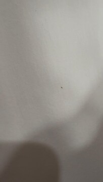 Bed bug
