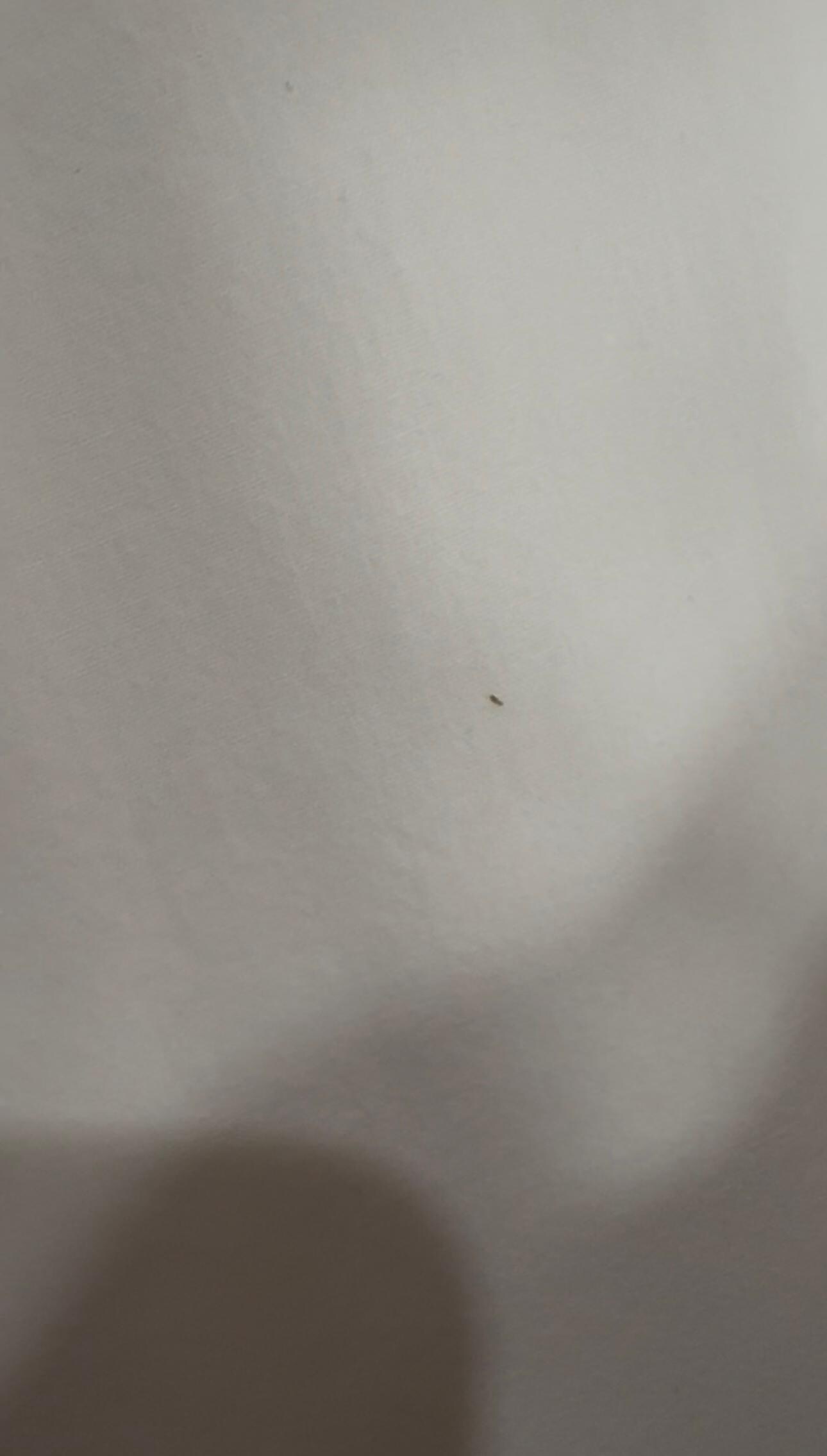 Bed bug