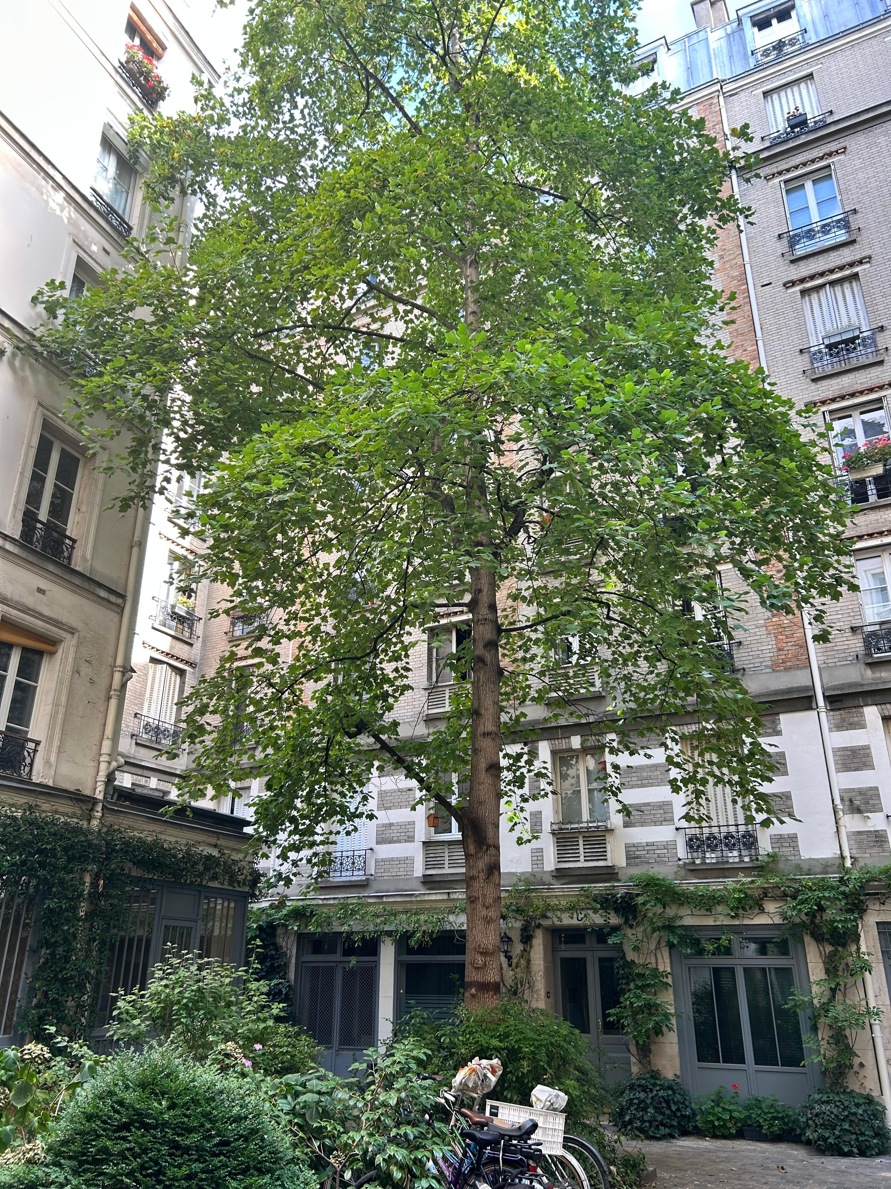 Inner courtyard of the apartment building.