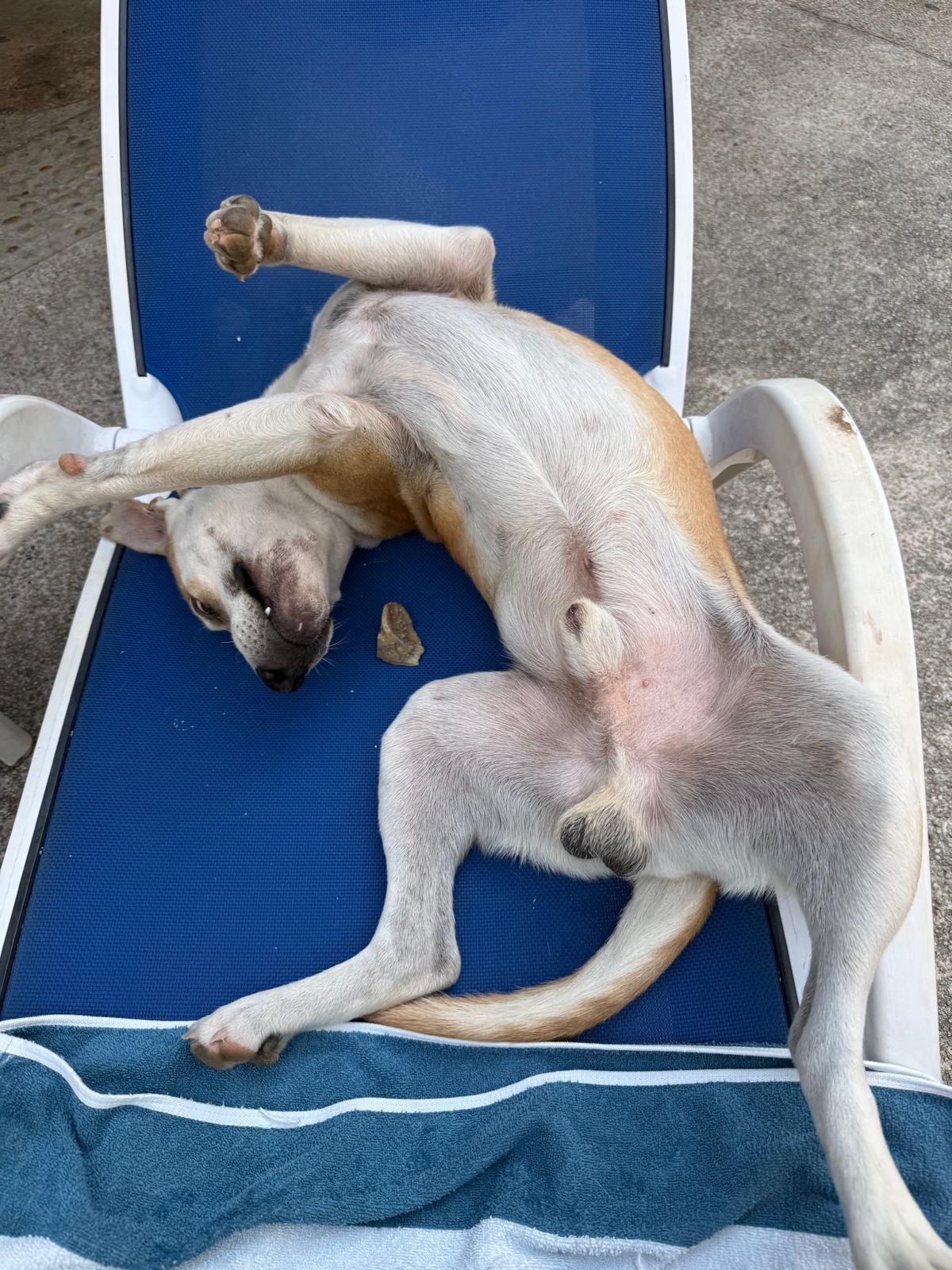 Rescue dog the gardener Lalo was awful and mean to.