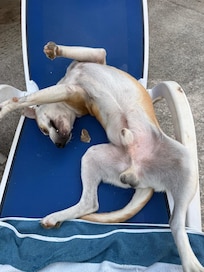 Rescue dog the gardener Lalo was awful and mean to.