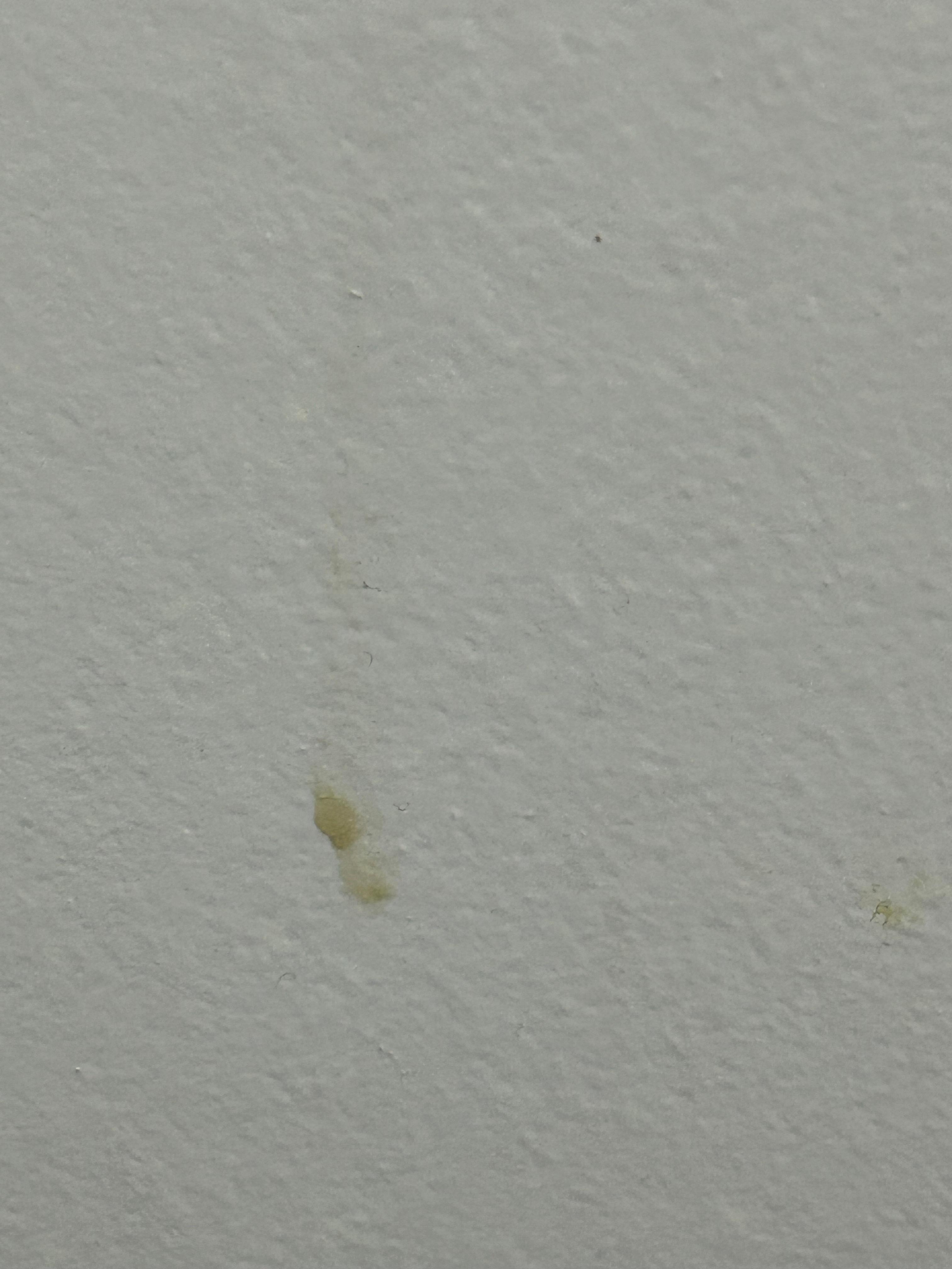 Something on the wall - don’t even want to know what it is.  