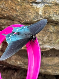 There were beautiful butterflies and hummingbirds