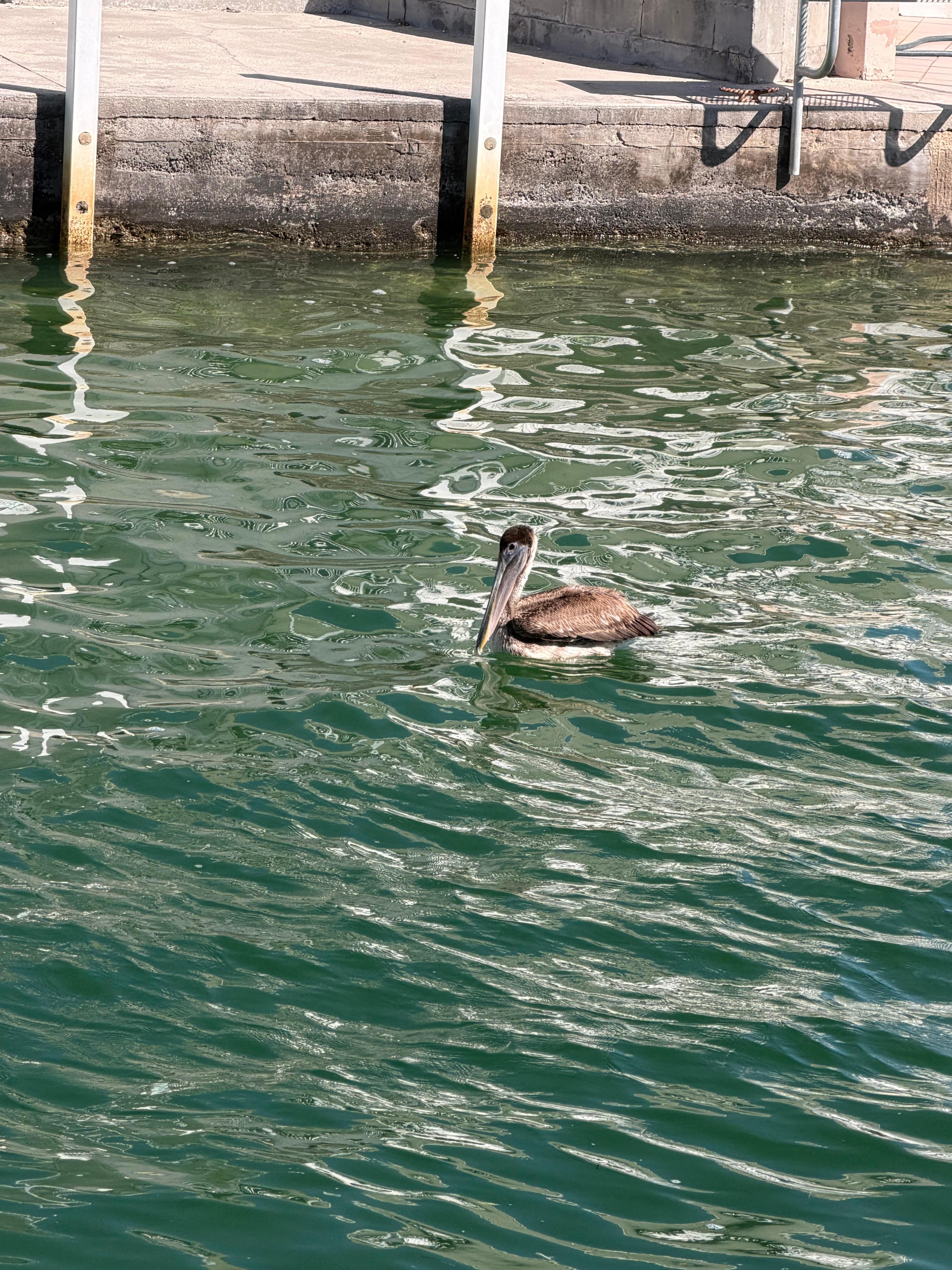 Lots of bird, boat and kayak watching 