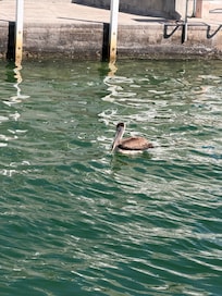 Lots of bird, boat and kayak watching