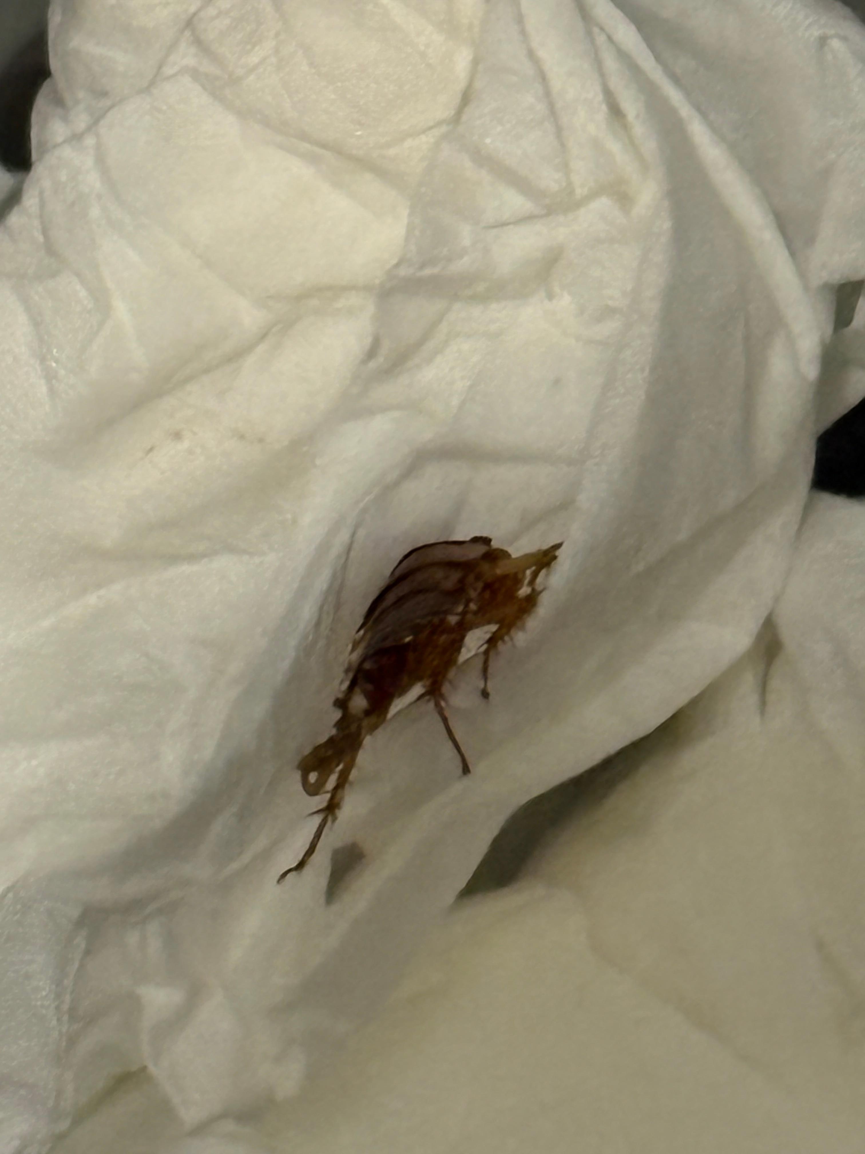 I had to killed roach 