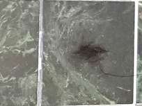 Hair that was in the shower