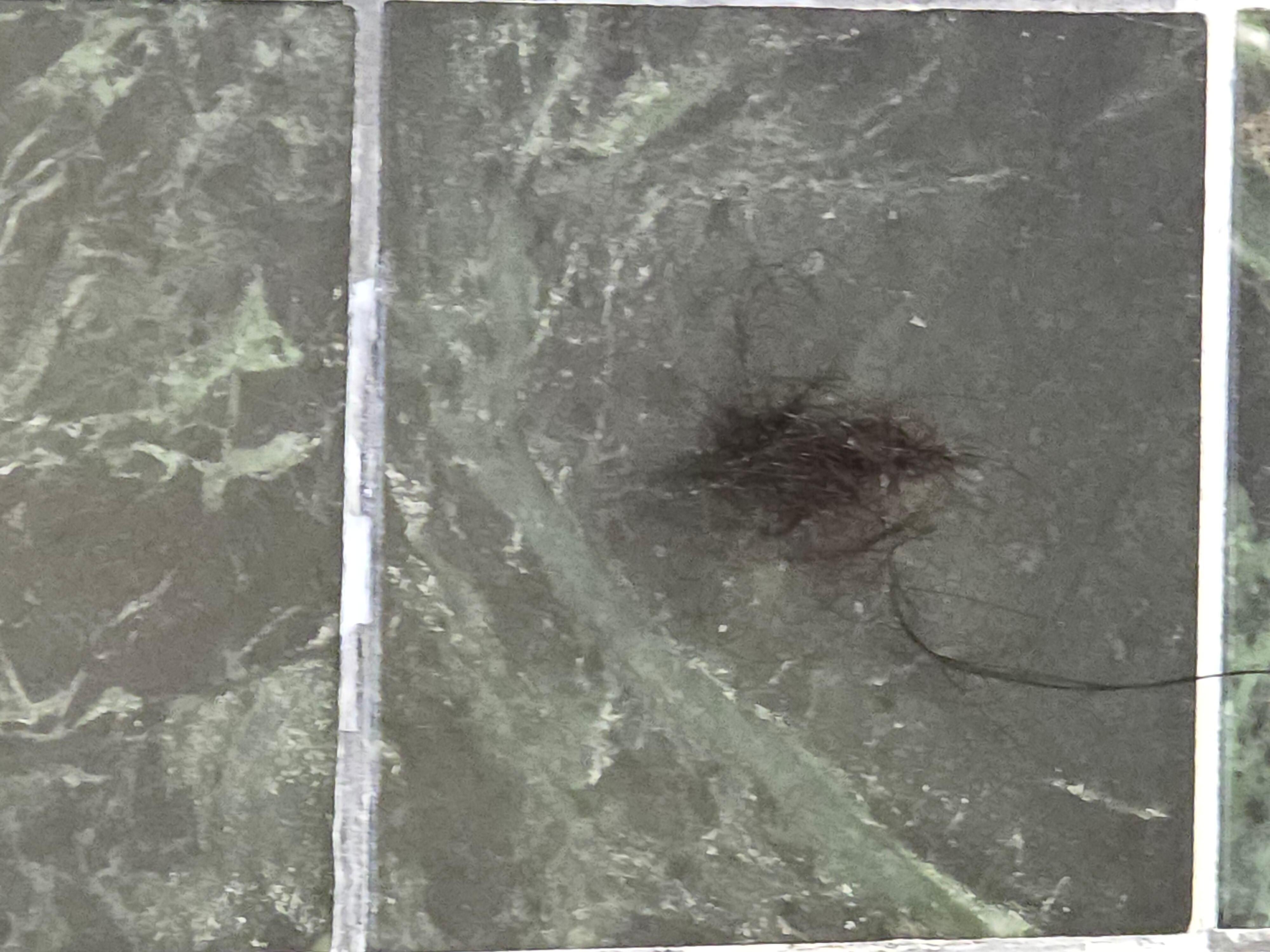 Hair that was in the shower