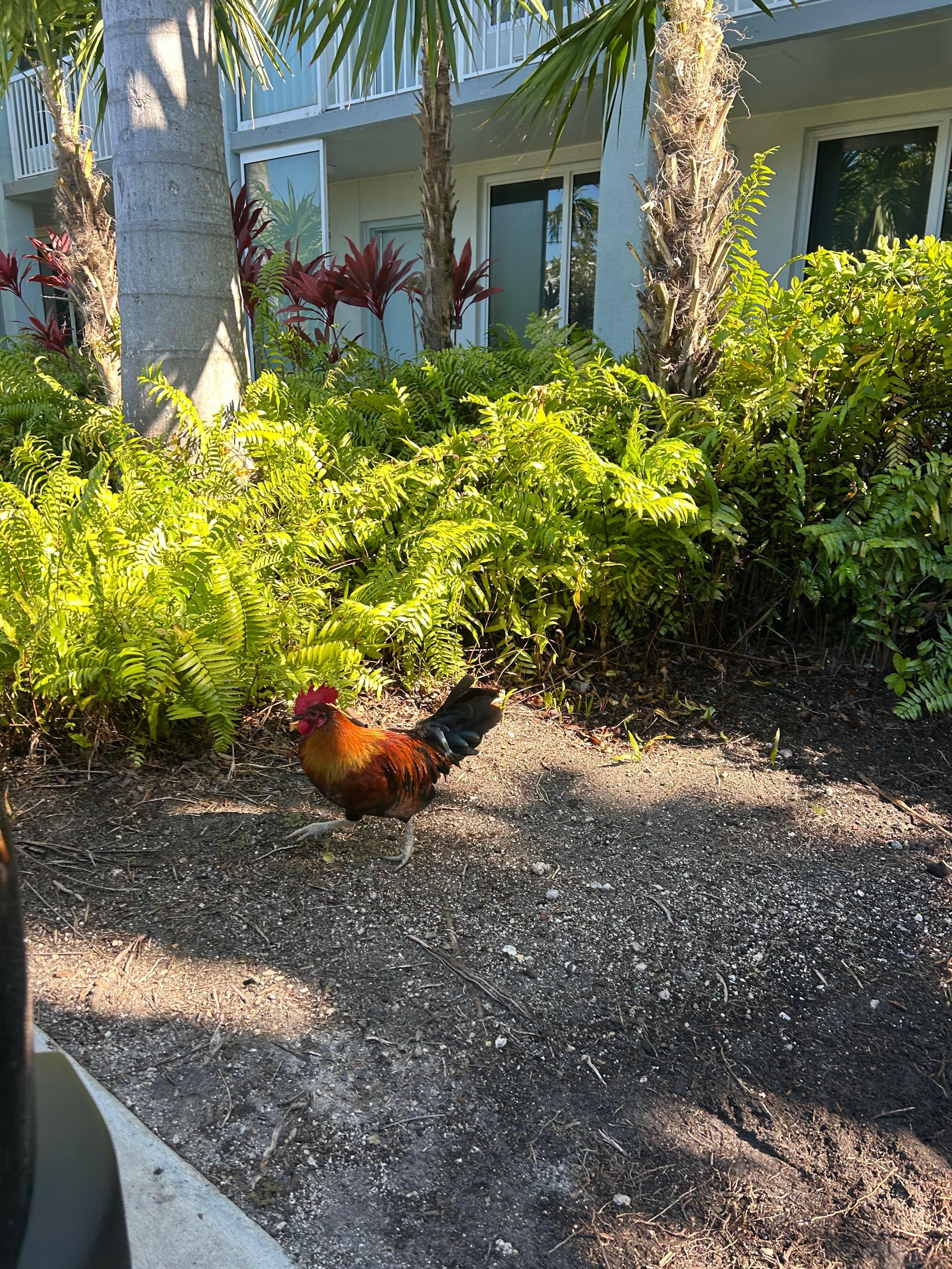 The neighborhood rooster.