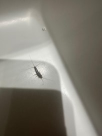 One of the visitors in my room