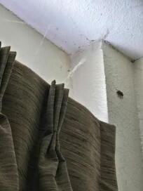 Counted a total of 6 stink bugs