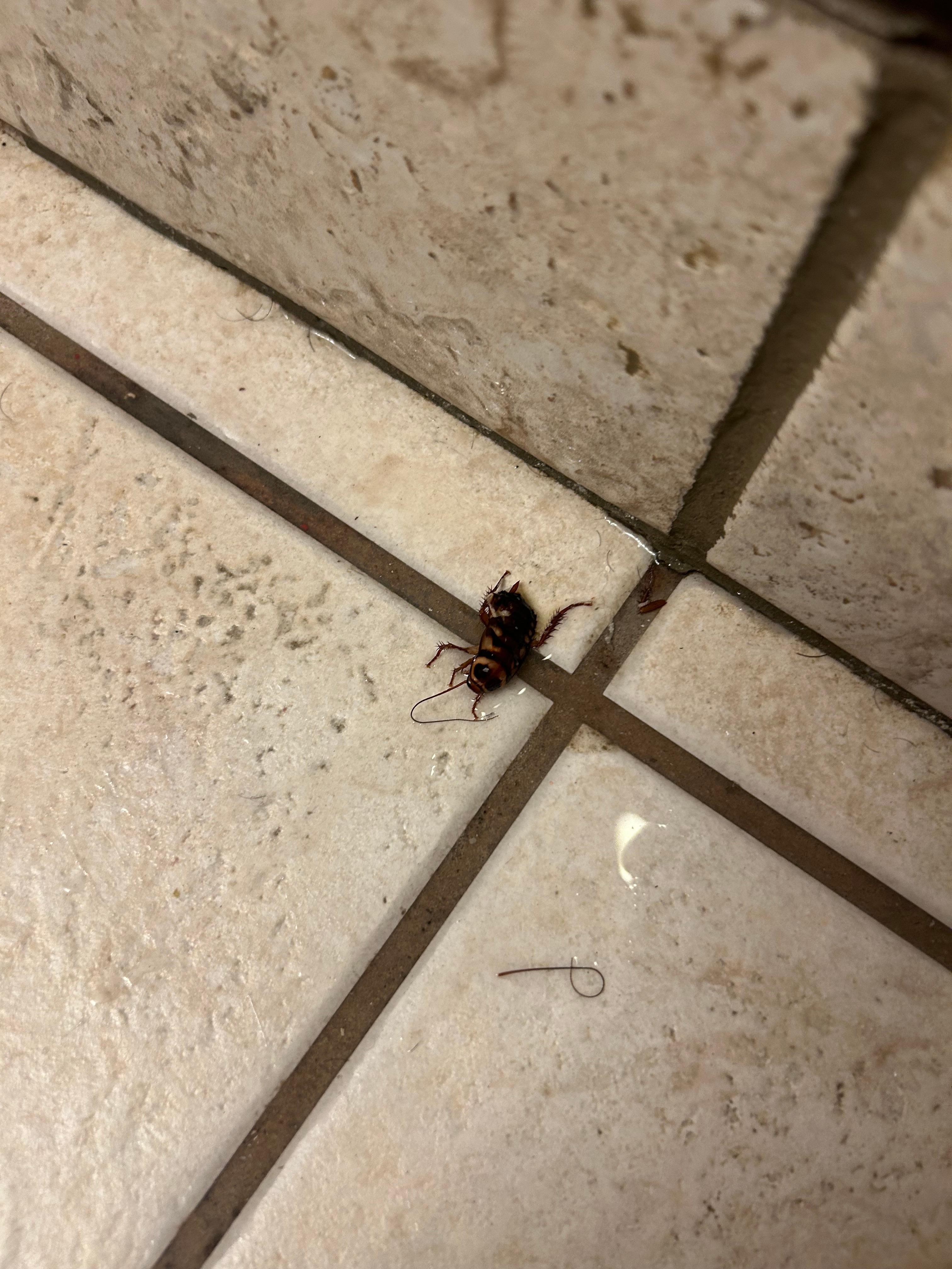 Another roach…