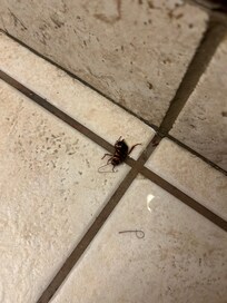 Another roach…