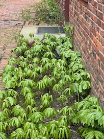 Freedom Trail Plantings