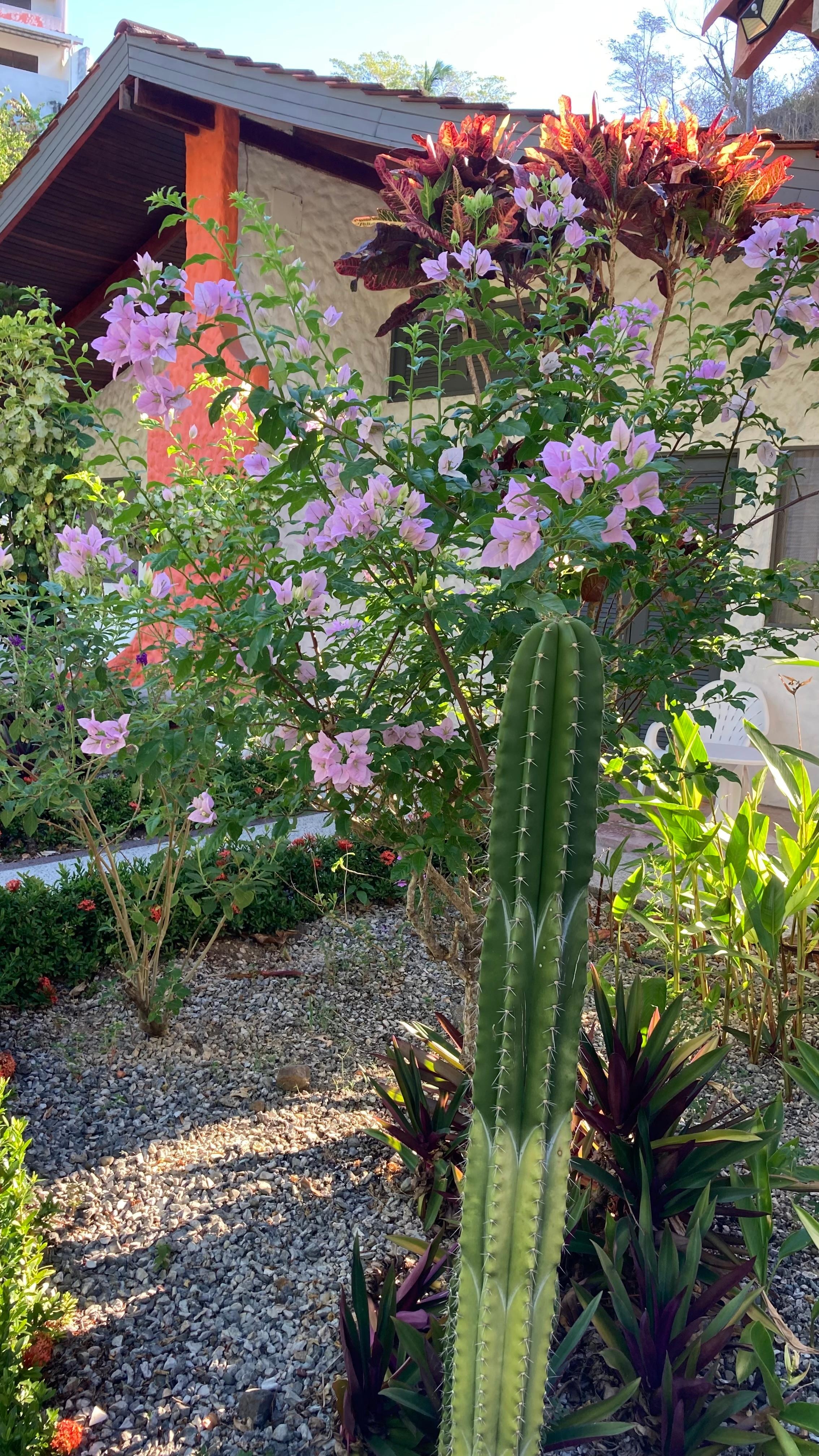 Lots of beautiful plants, very nice garden are surrounded by jungle like vegetation. 