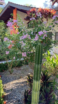 Lots of beautiful plants, very nice garden are surrounded by jungle like vegetation.