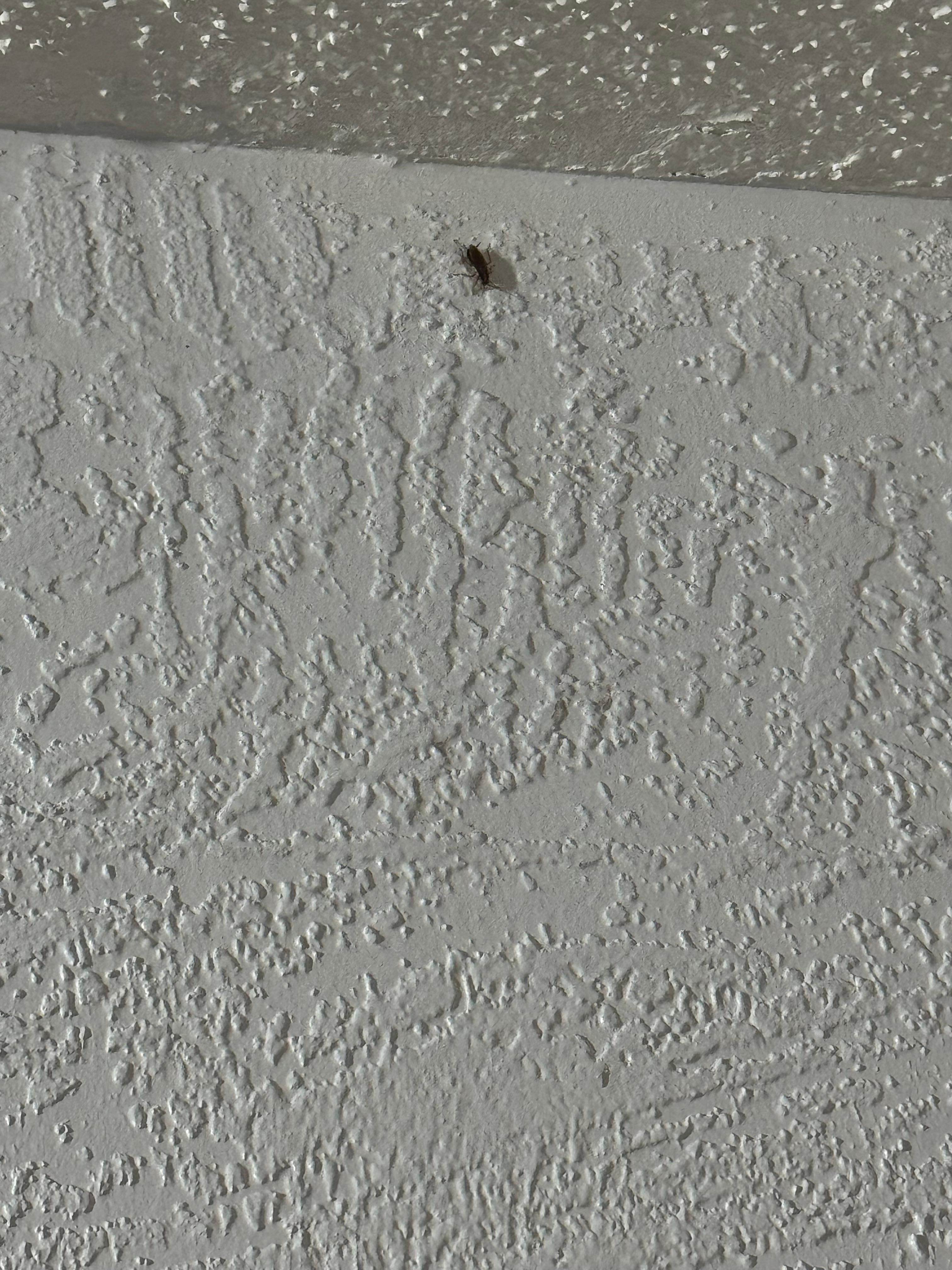 Roach on wall.