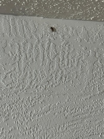 Roach on wall.