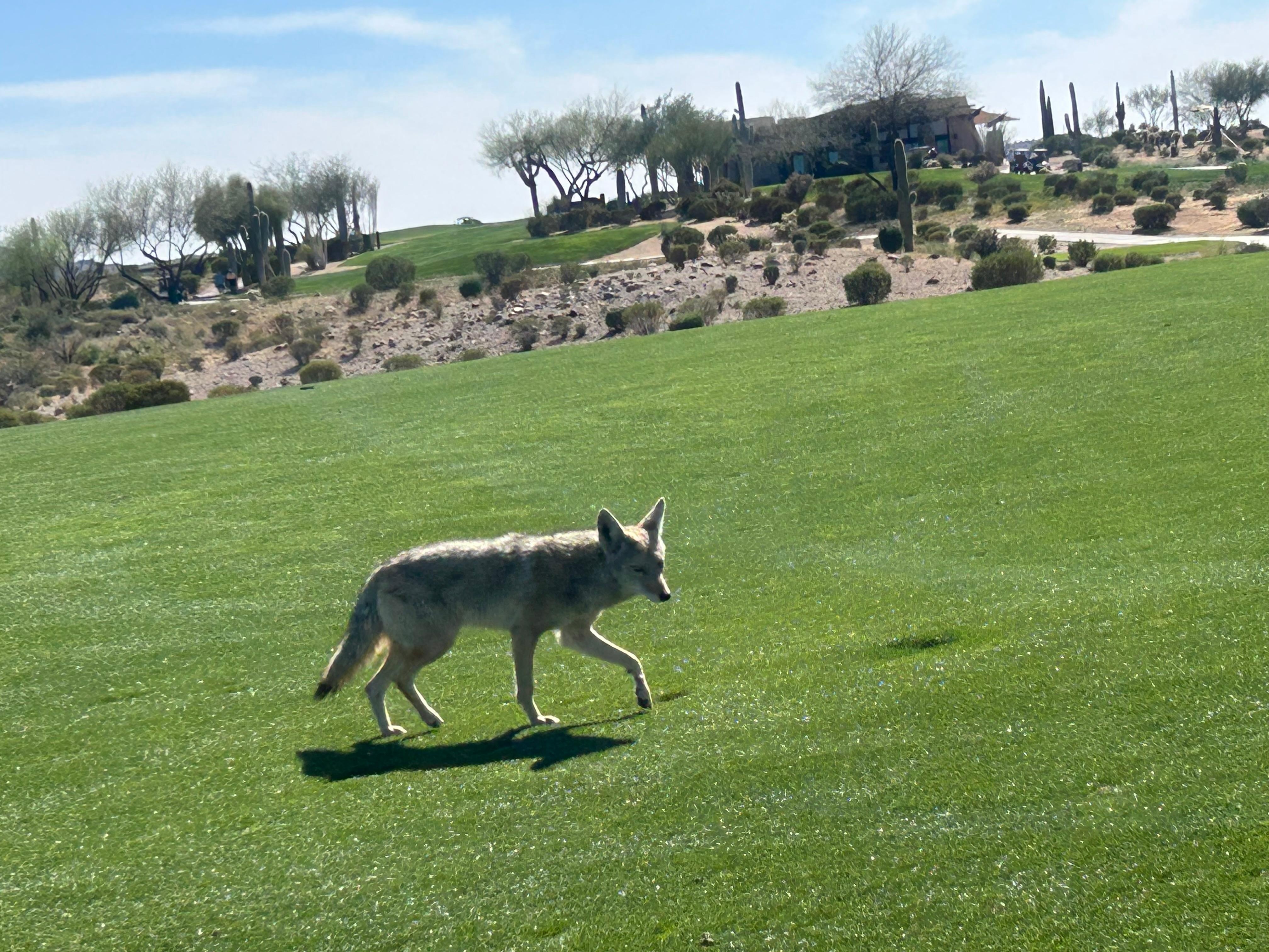 Lots of wild life on hikes 
