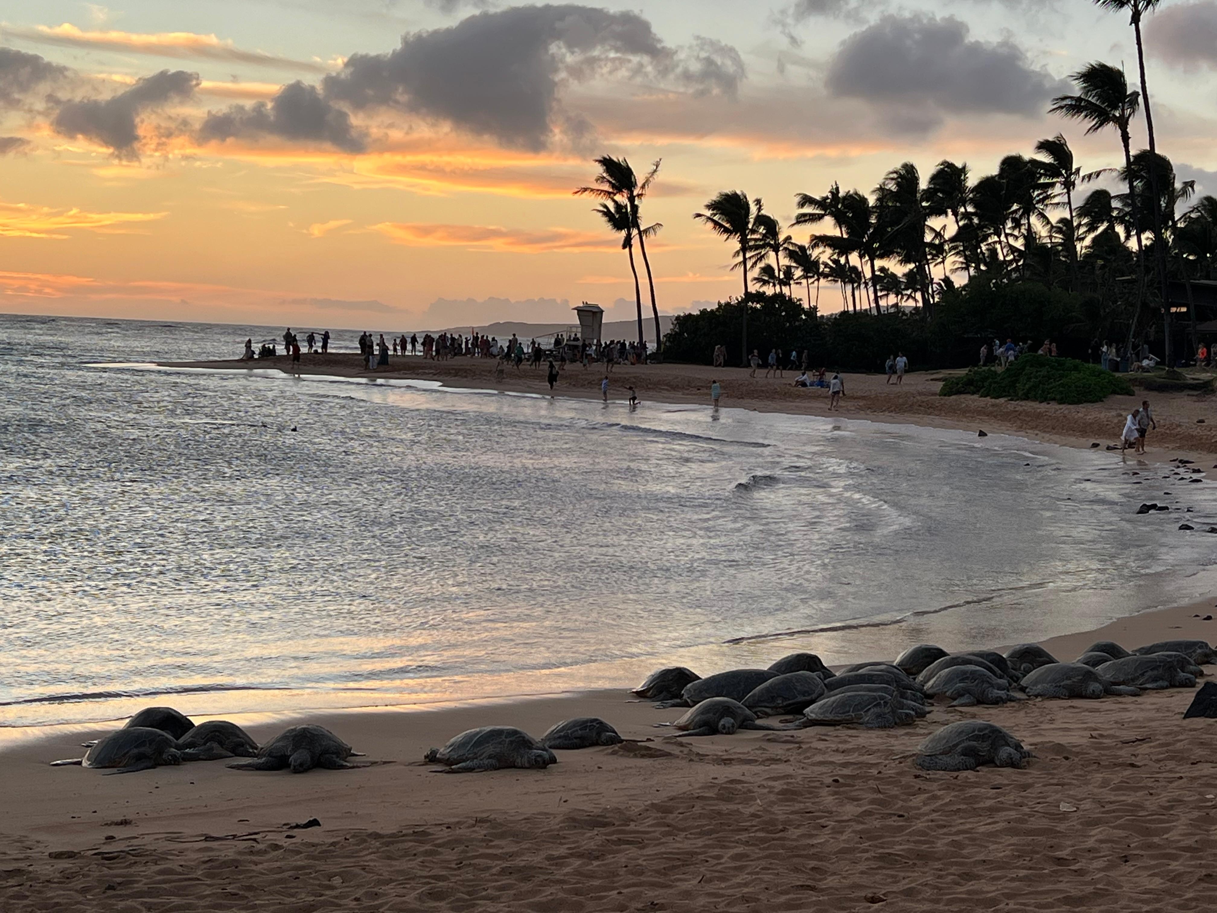 Sunset with turtles Poipu Beach