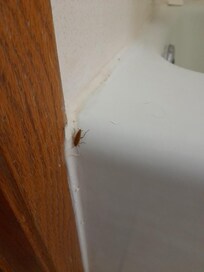 My wife was getting her shower ready when we called me in so that I could drown this roach and we found three others live at different times, three in the tub and one on the bedroom floor.