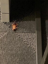 Large cockroach in our room