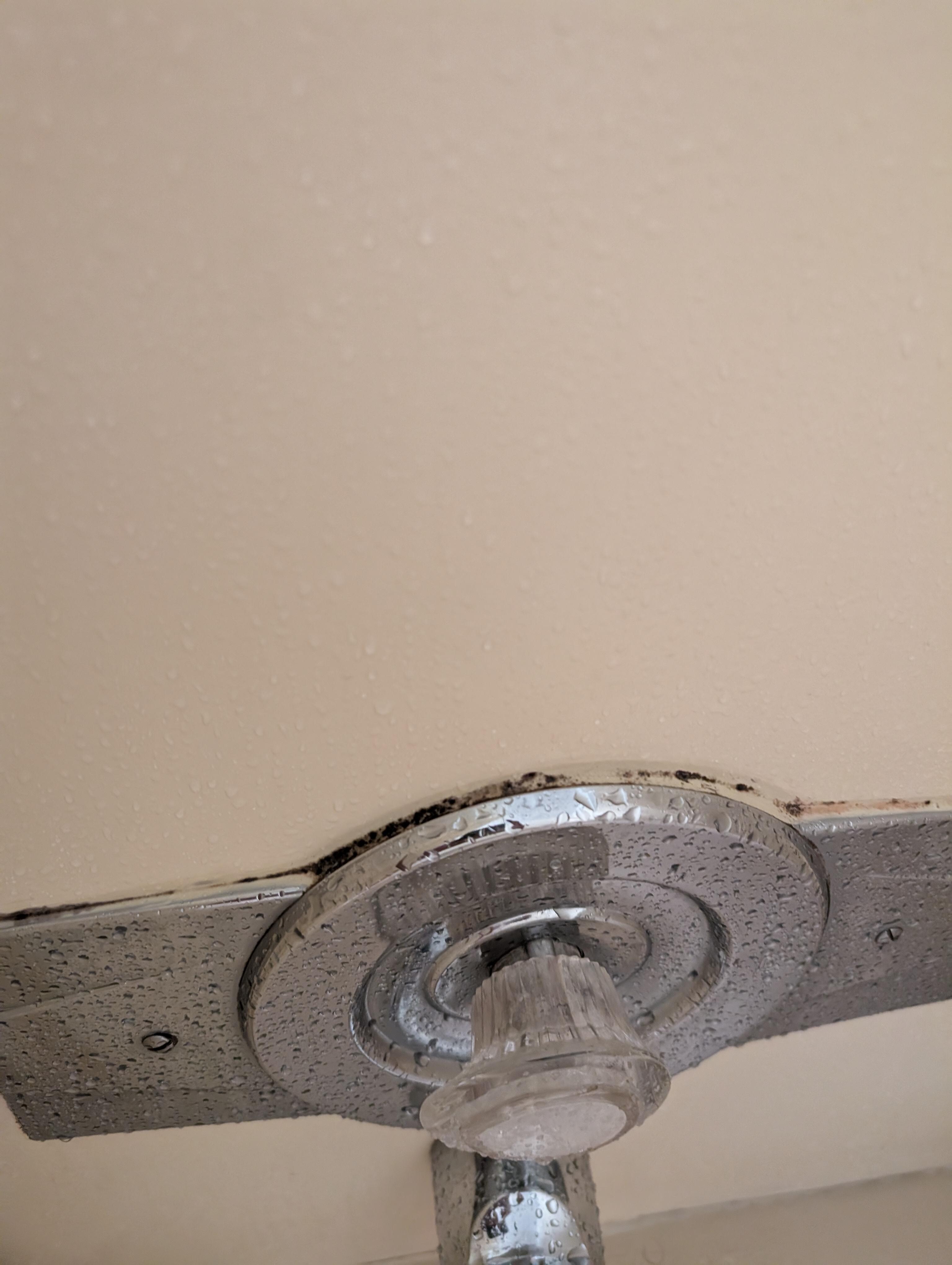 Black mold