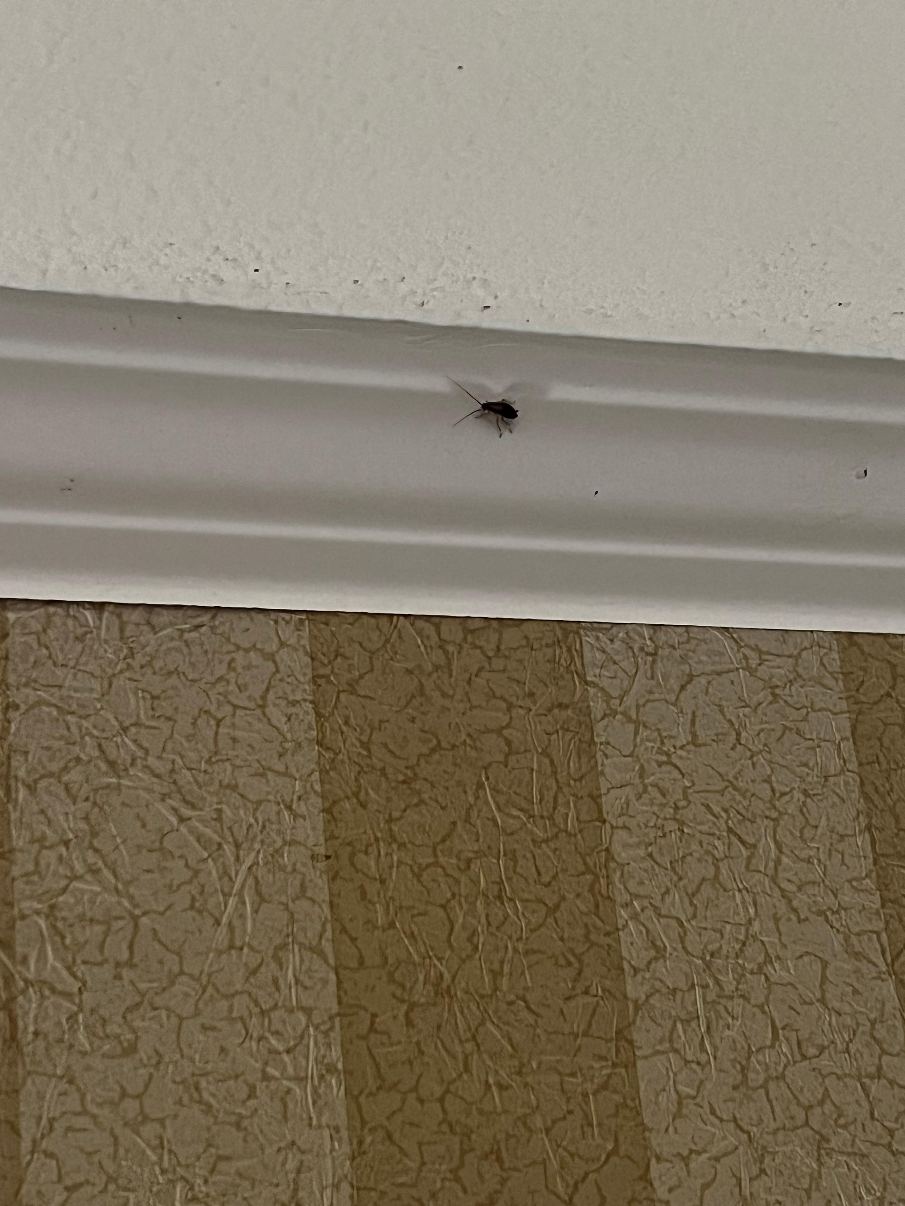 Cockroach on the wall