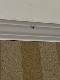 Cockroach on the wall