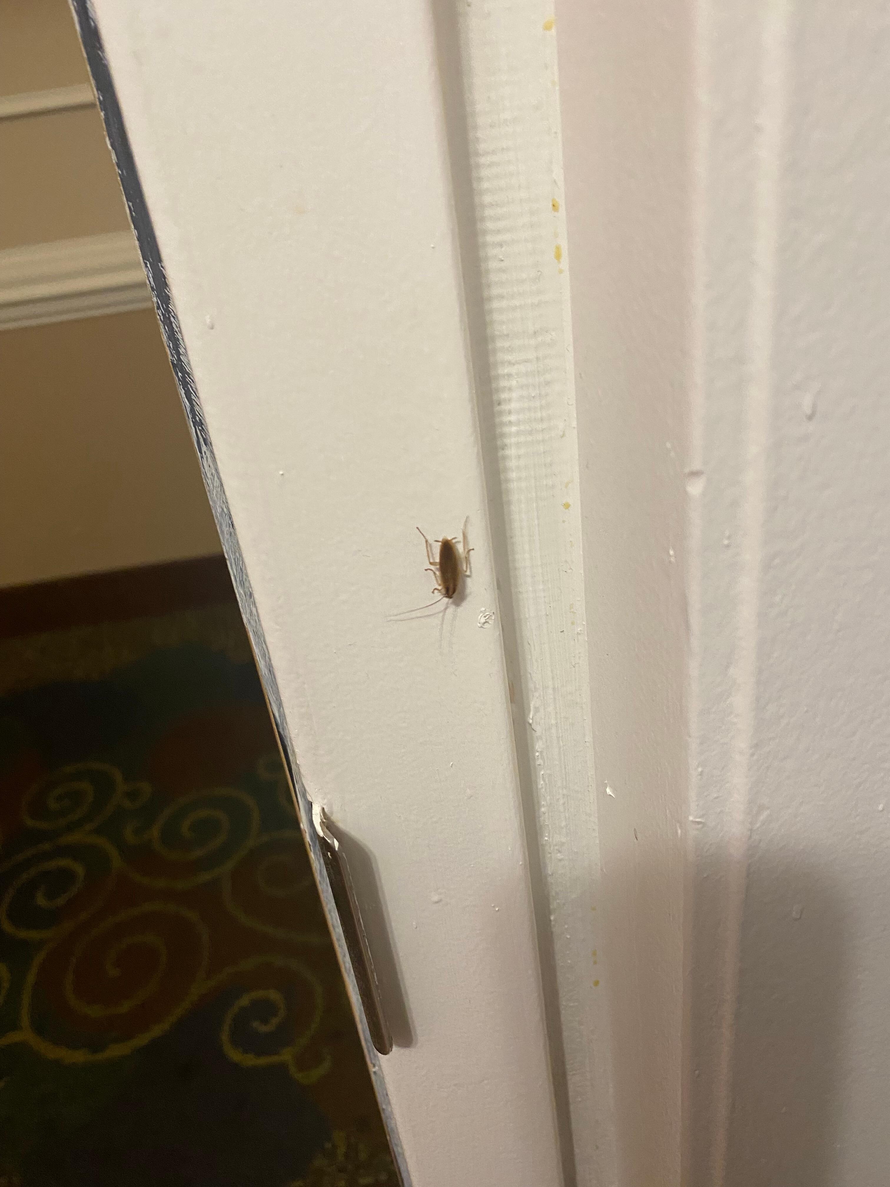 Roach on door jam!  If room was refundable I would have left!!!!!