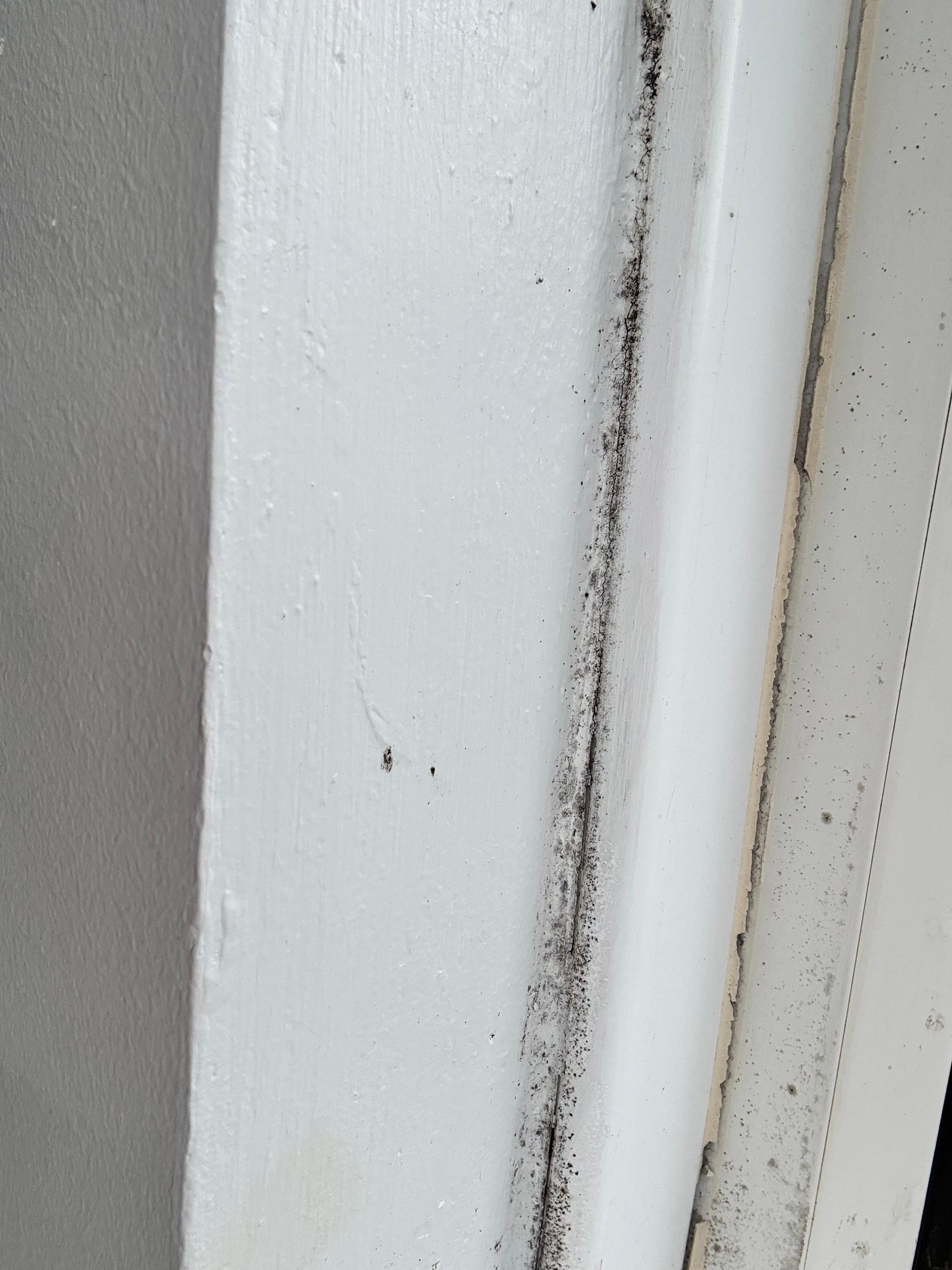 Visible black mold on window frame 