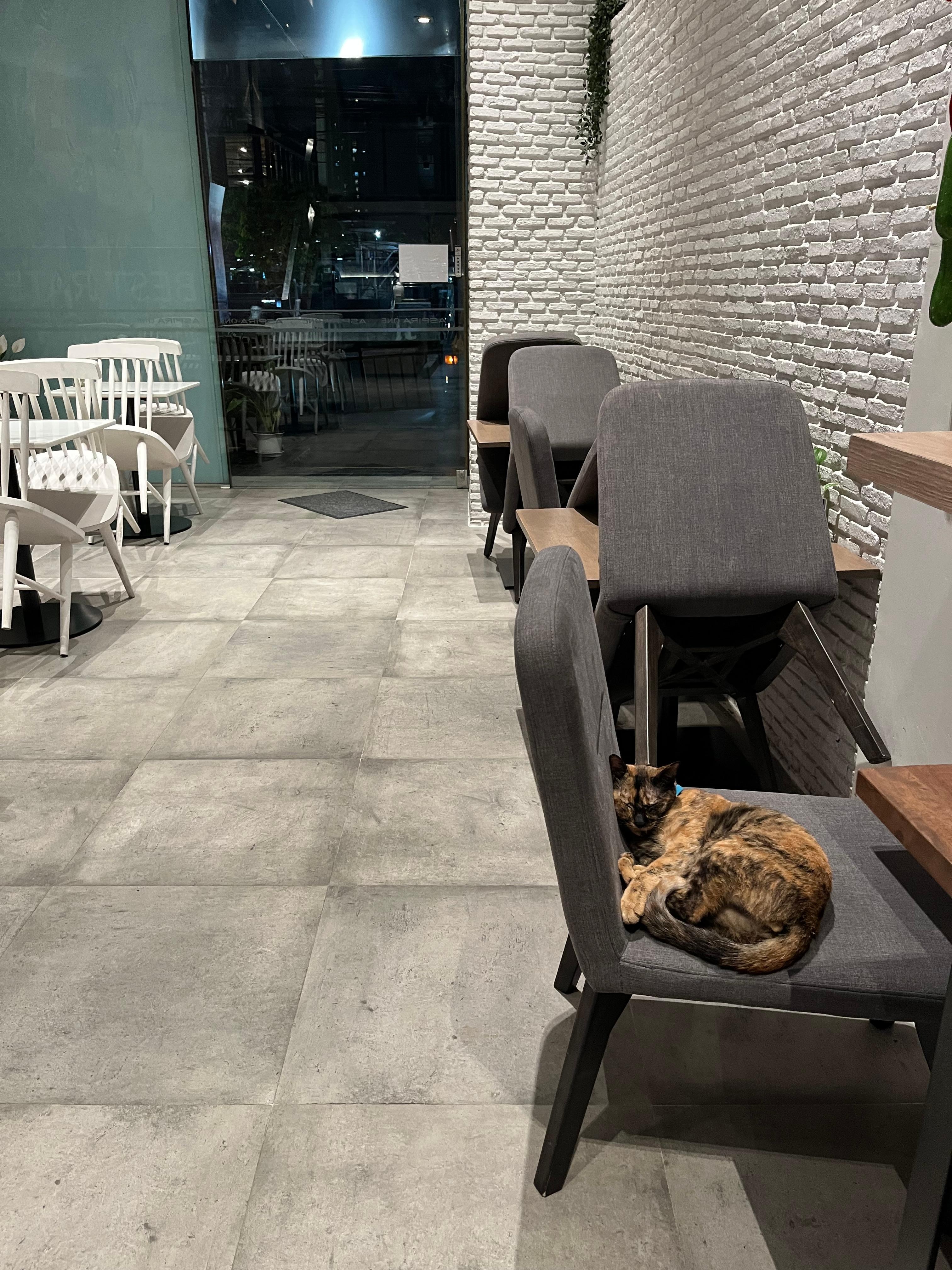 ランドリーとジムがある棟に猫がいます