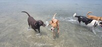 Making new friends.