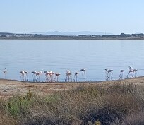 Flamingos at the blue lake