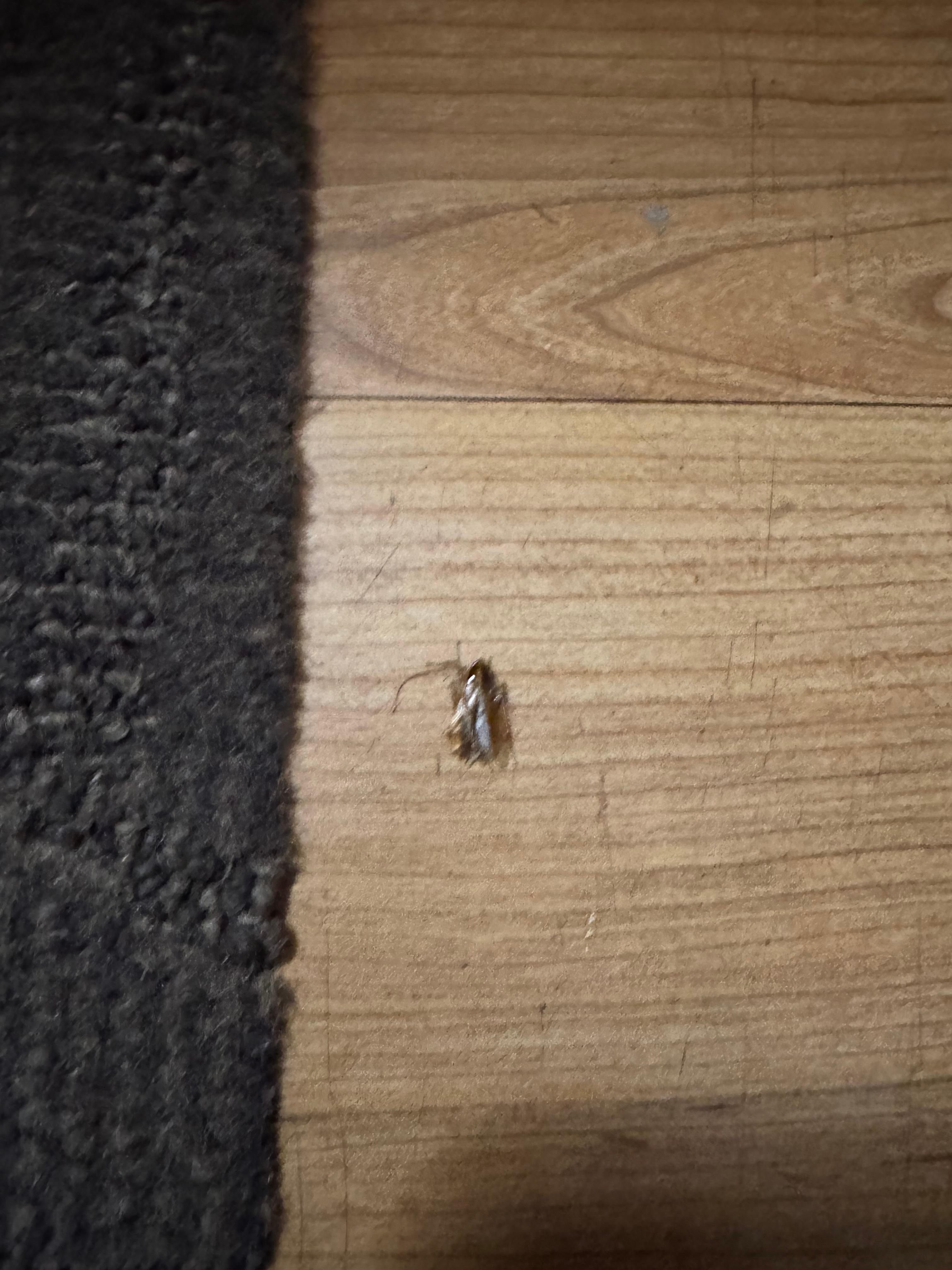The cockroach