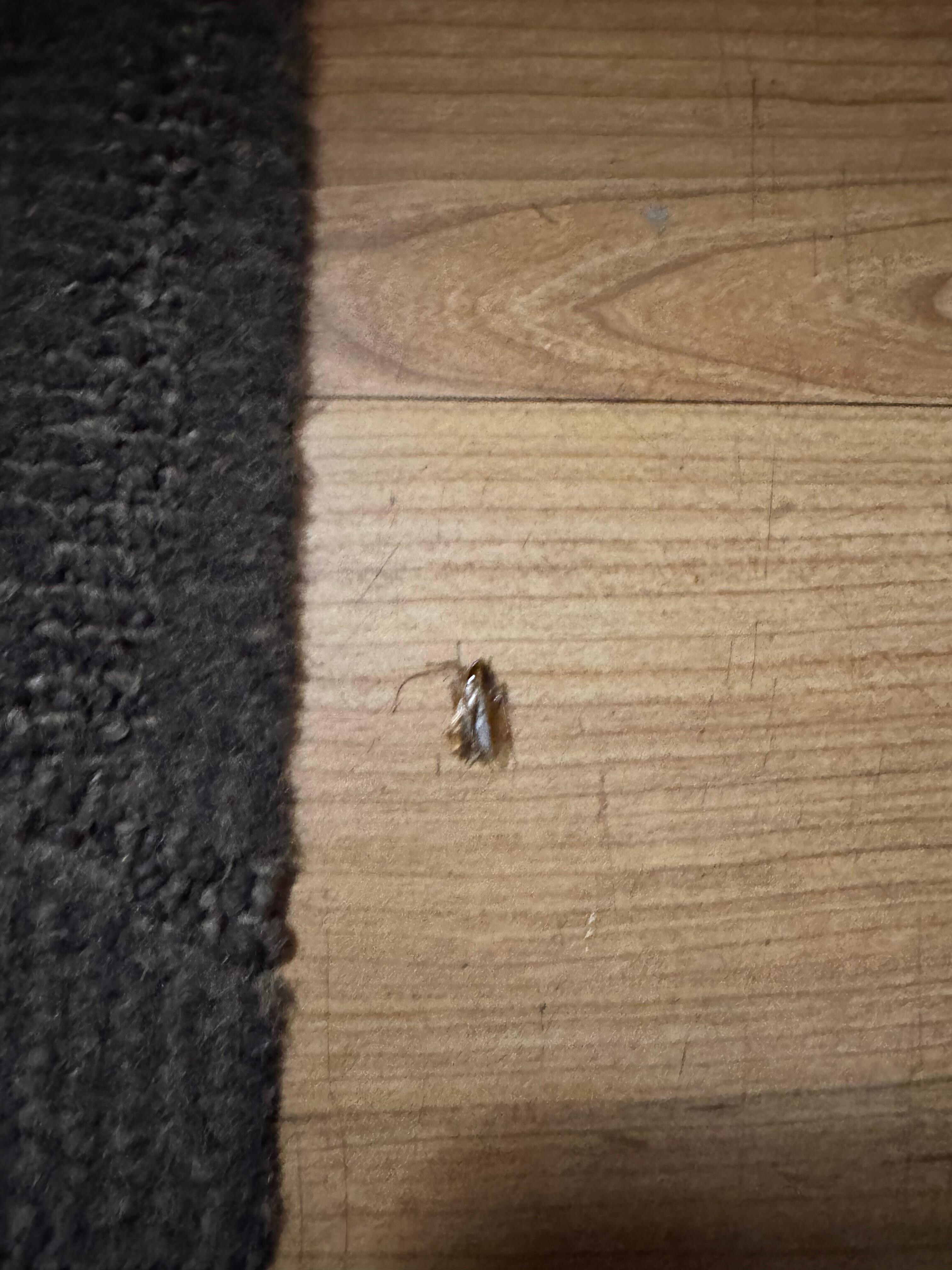 The cockroach