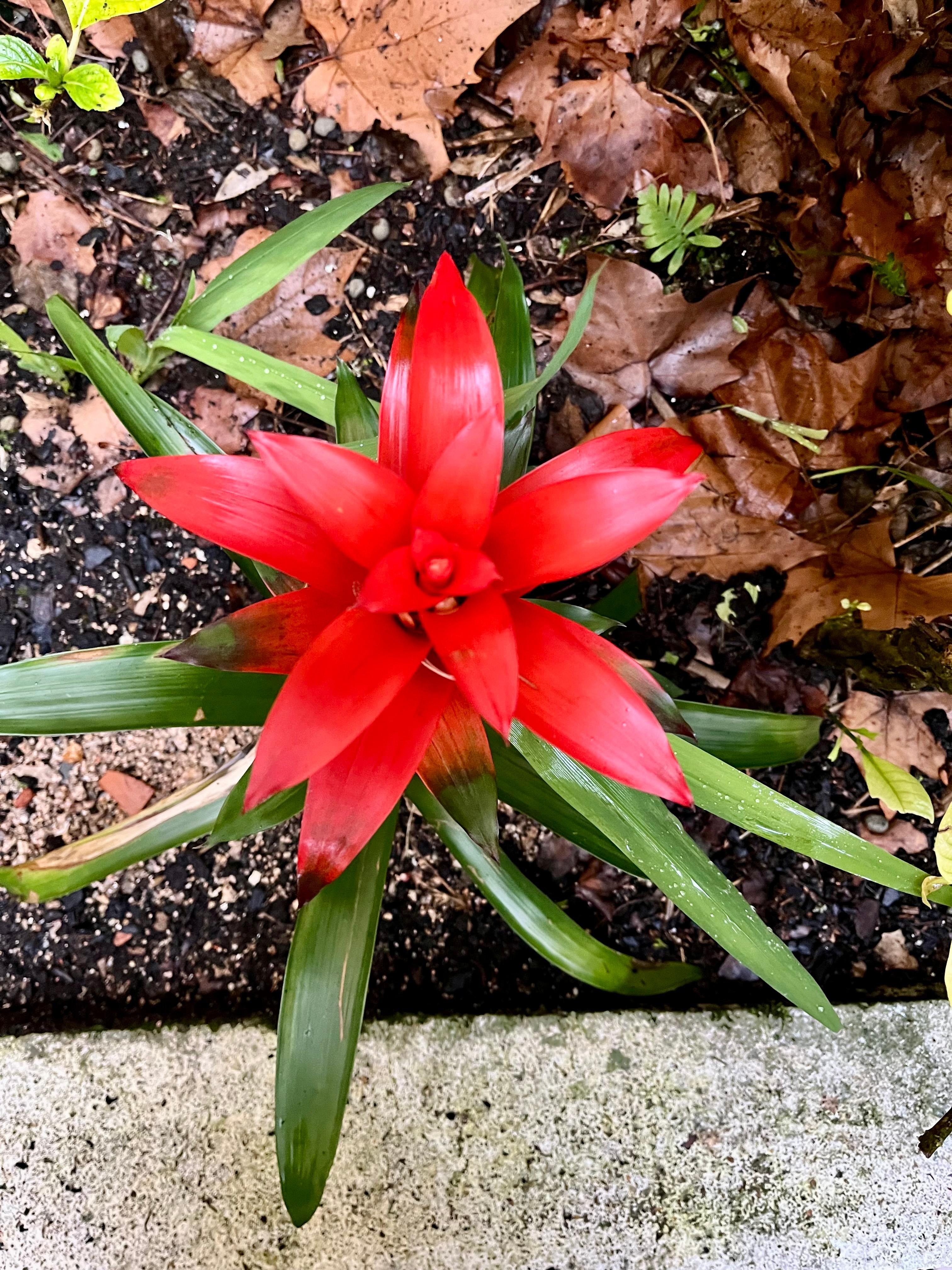Flowers from garden enclave.