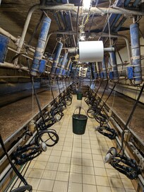 Milking Parlour