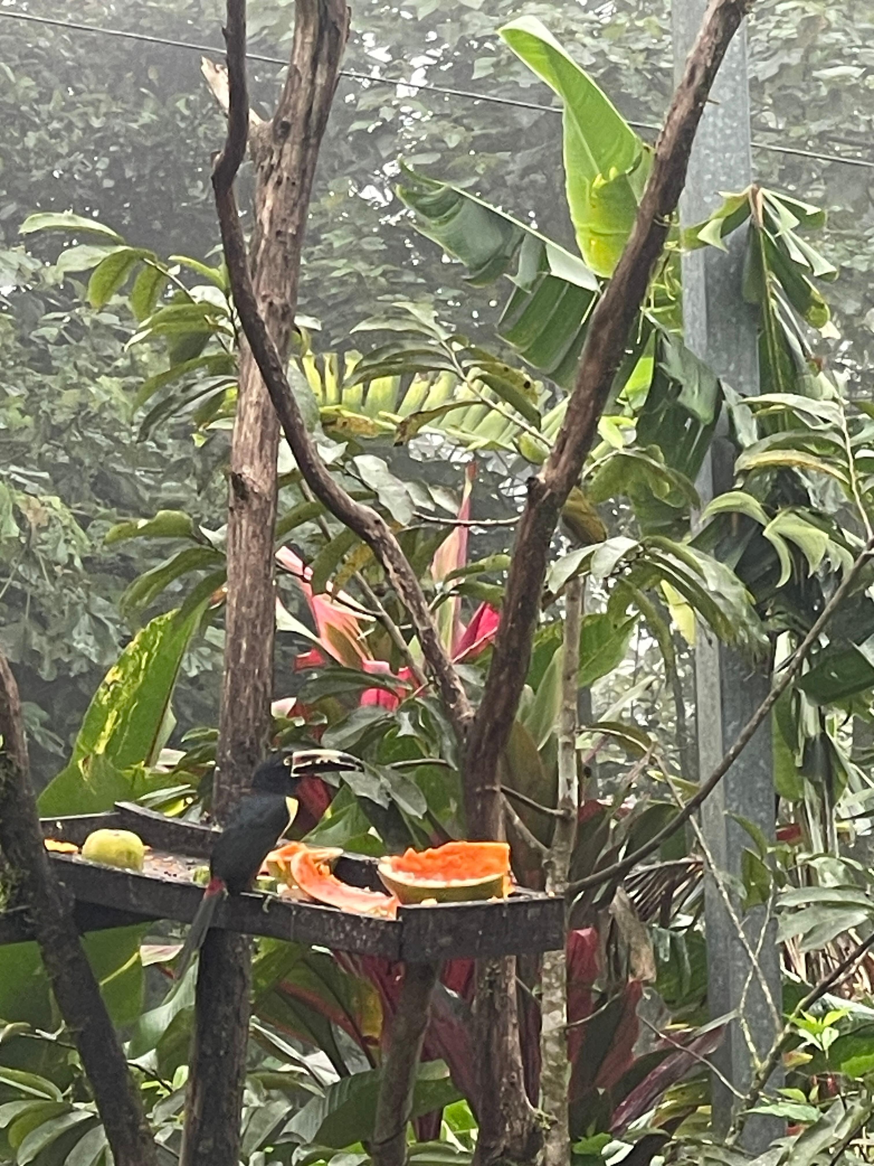 View of Tucans from the living area. 