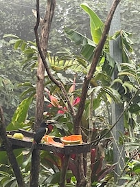 View of Tucans from the living area.